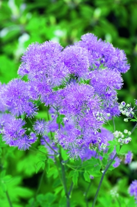 Picture of Thalictrum - Aquilegifolium